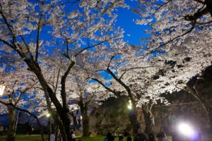 新感覚無音フェス「エレクトリック夜桜サイレントフェス」開催!