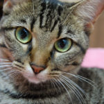 ねこね、こねこね。ネコが可愛いポップサウンド