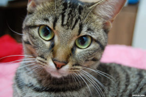 ねこね、こねこね。ネコが可愛いポップサウンド