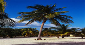 EDMで次に流行るトロピカルハウス(tropical house)を聴く